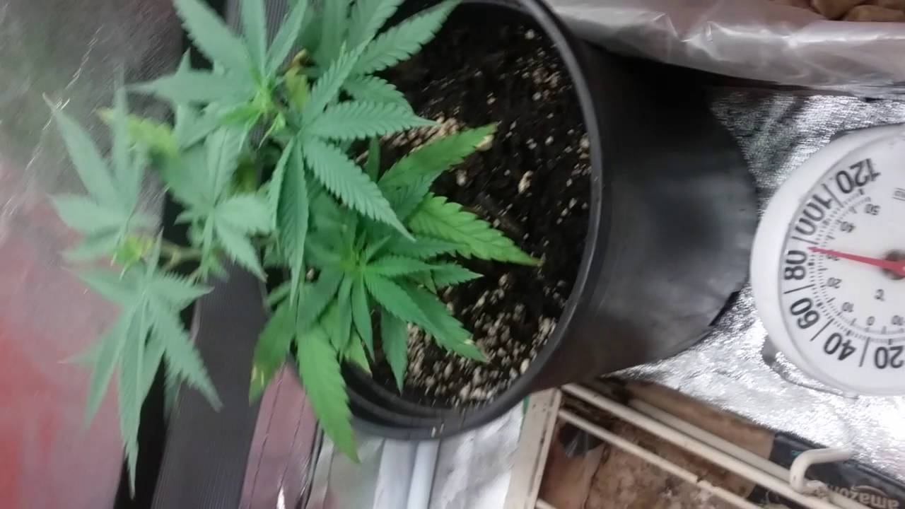 First time cfl grow Larry's OG