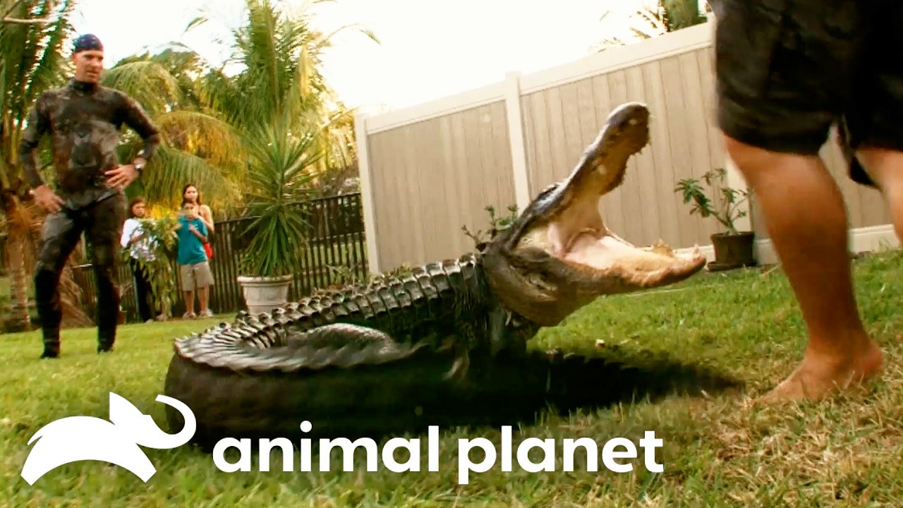 The Gator Boys Save Scared Family From Gator! | Gator Boys | Animal Planet