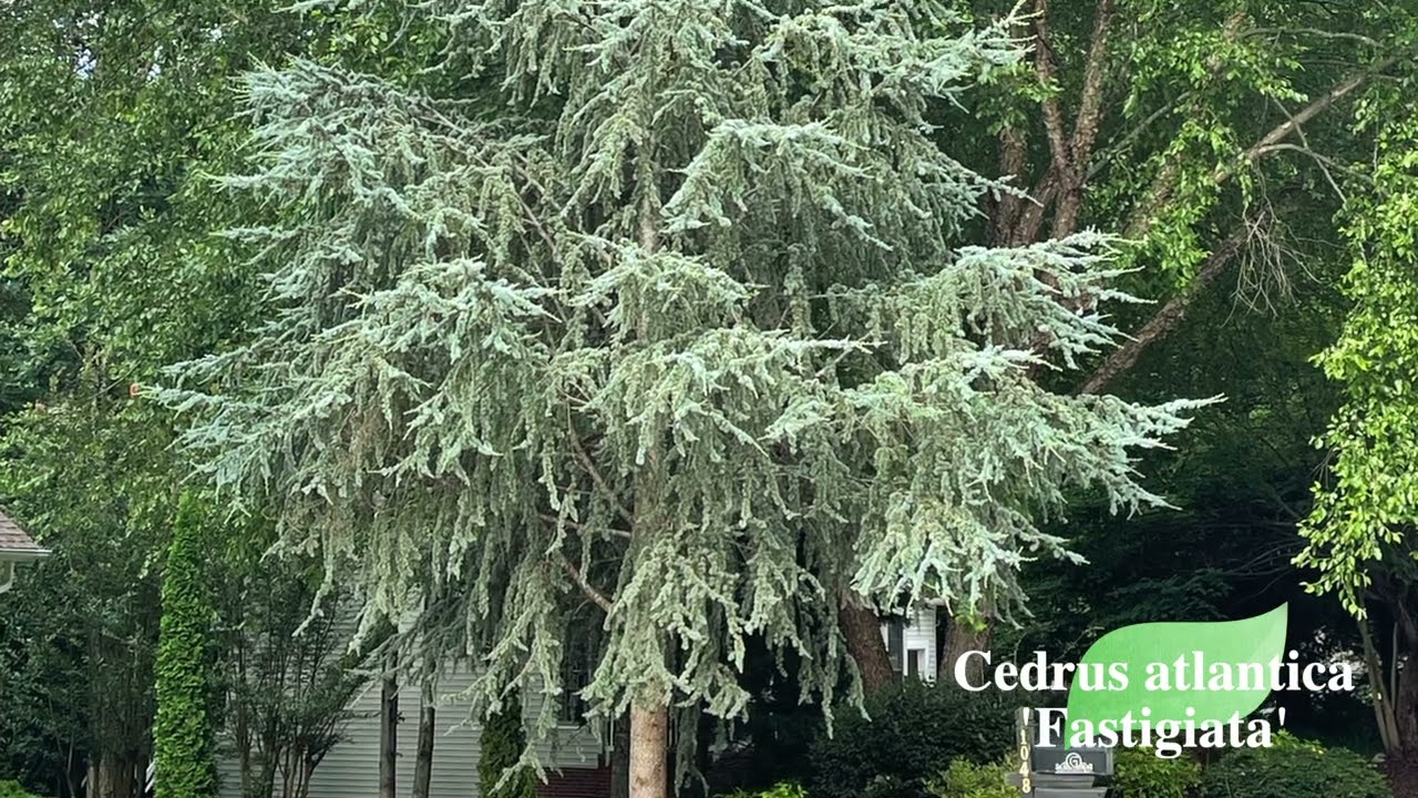 Cedrus atlantica 'Fastigiata' | Columnar Evergreen Conifer | MrMaple Clips