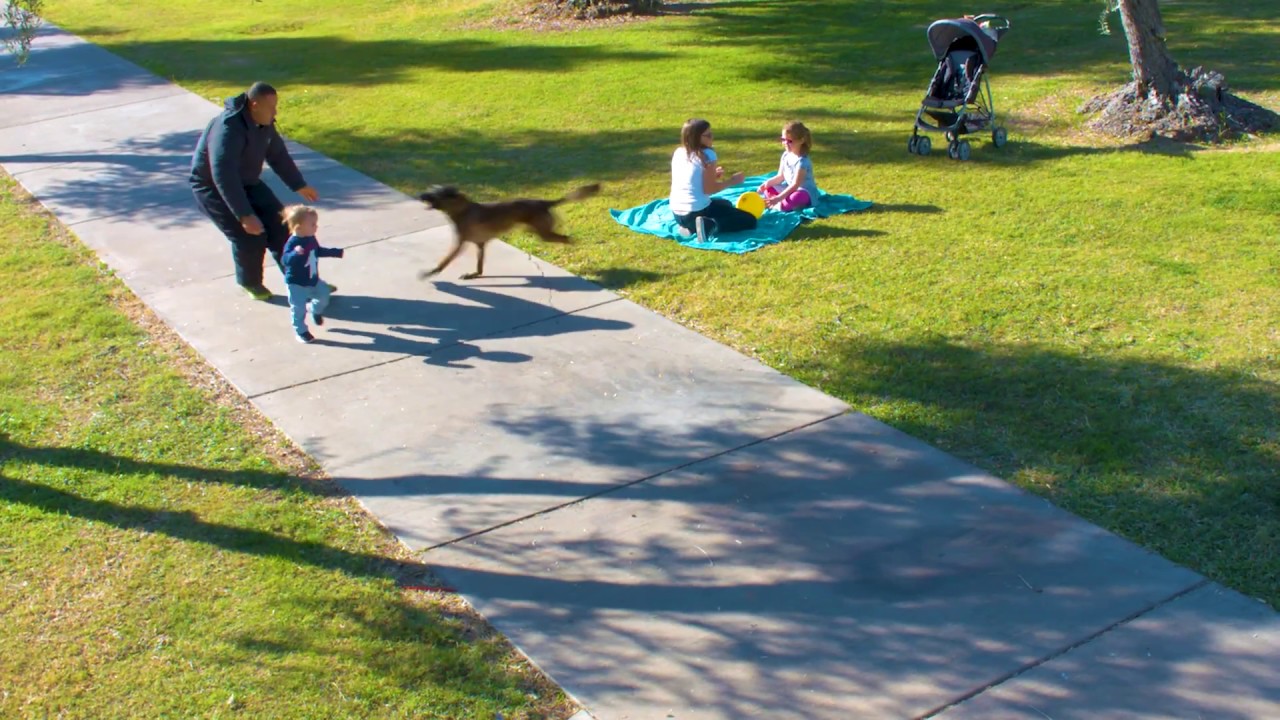 Scenario training: Dog saves child from being kidnapped in nearby park