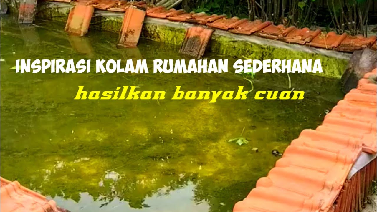 Inspirasi kolam kecil ikan gurame rumahan