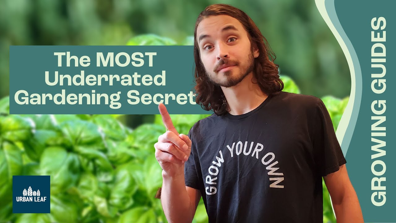 Best Indoor Plant Seed Varieties | How to Choose Cultivars