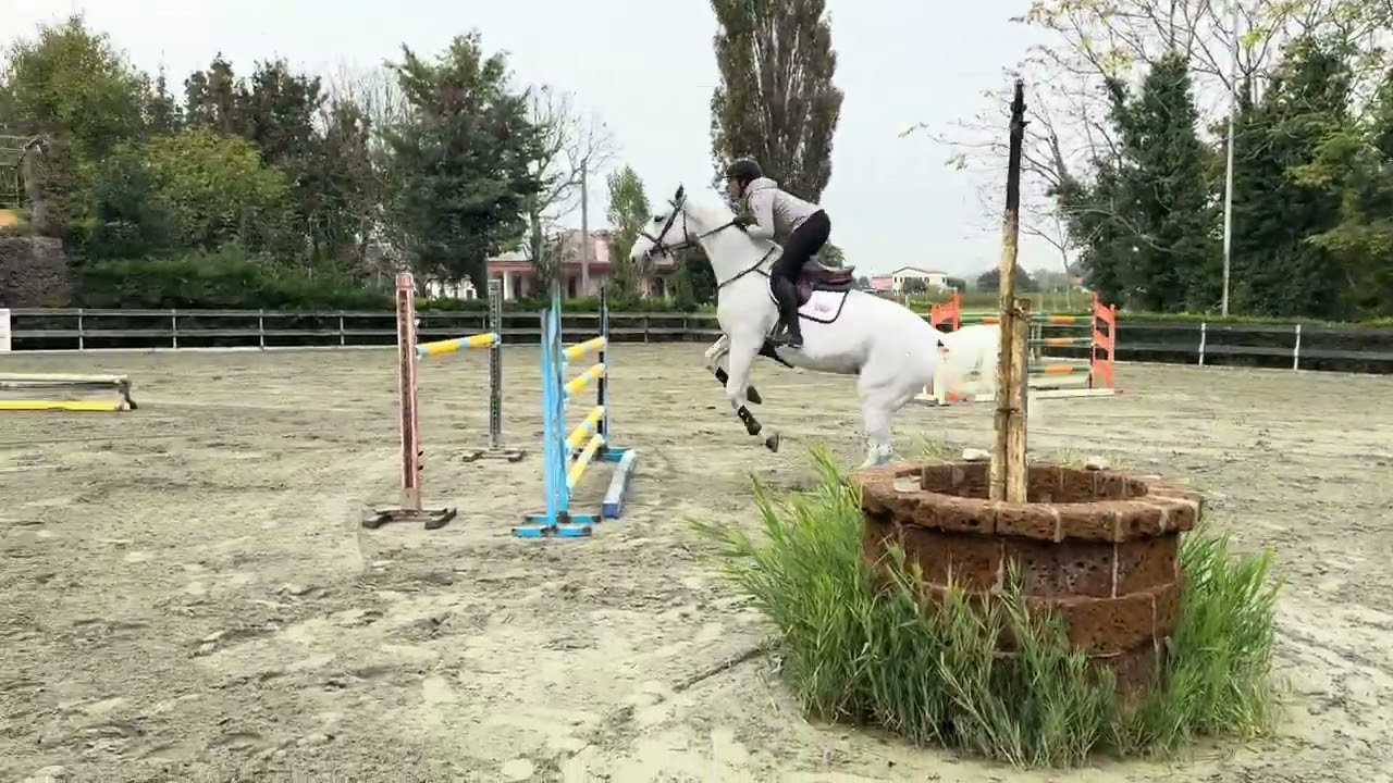 NEW IN! My Secret Z - 2019 Cumano x Calvaro Z mare