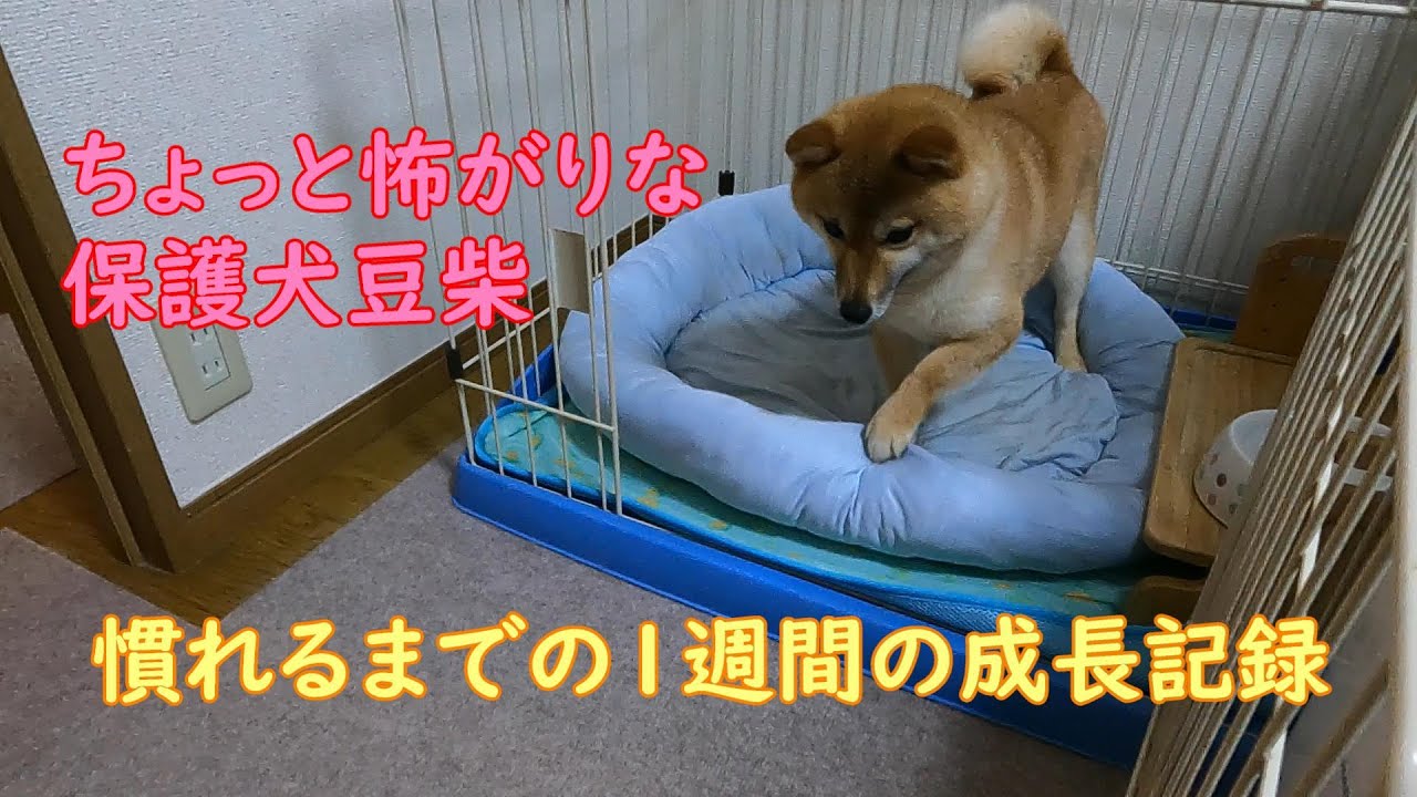 ちょっと怖がりな保護犬が慣れるまでの1週間の成長記録
