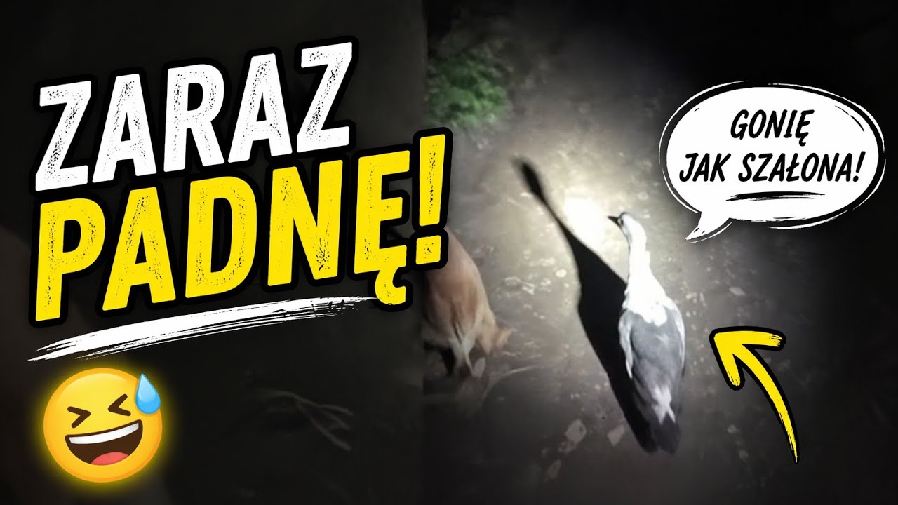 Kacza Mama nadaje na żywo