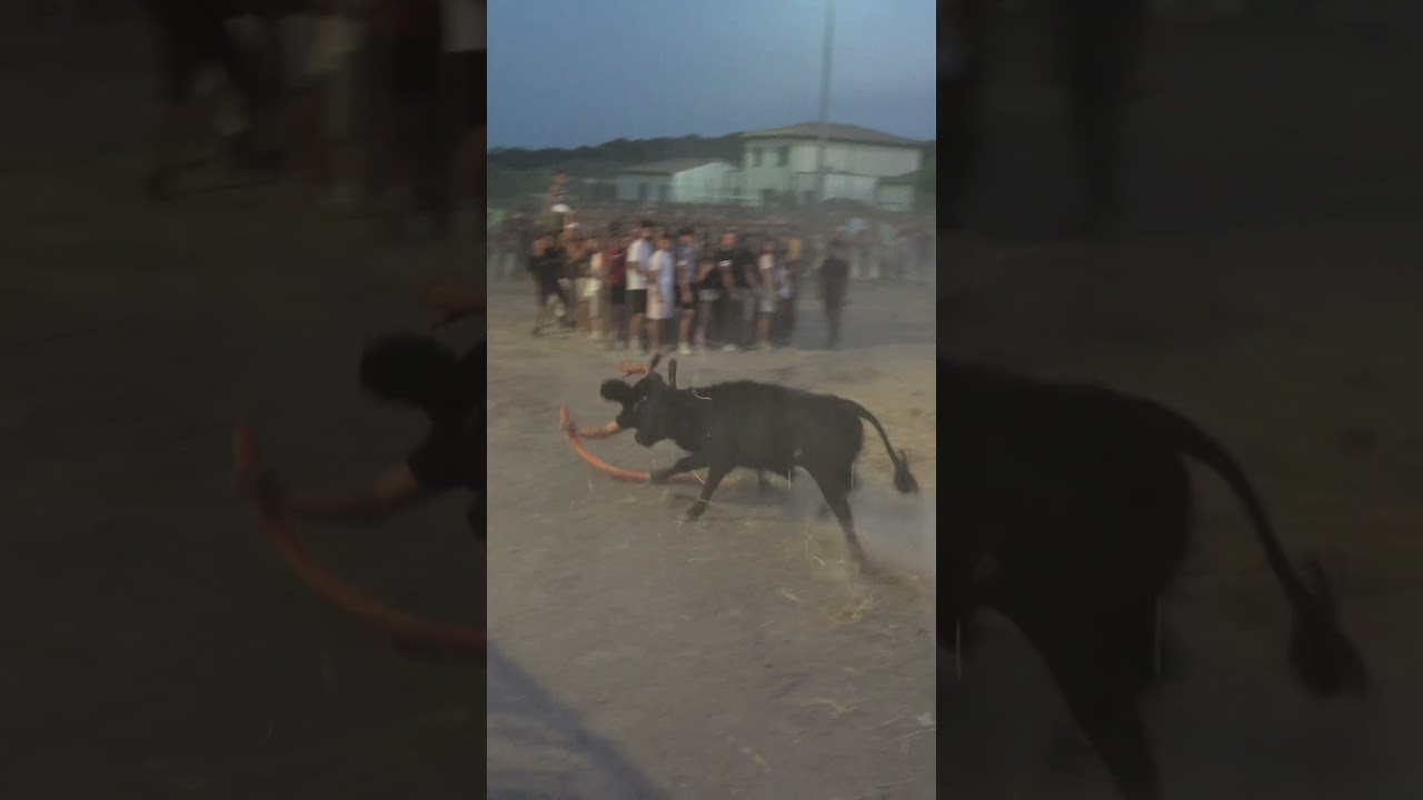 Bachuchage &agrave; la course au plan &agrave; Quissac #aficionados #tradition