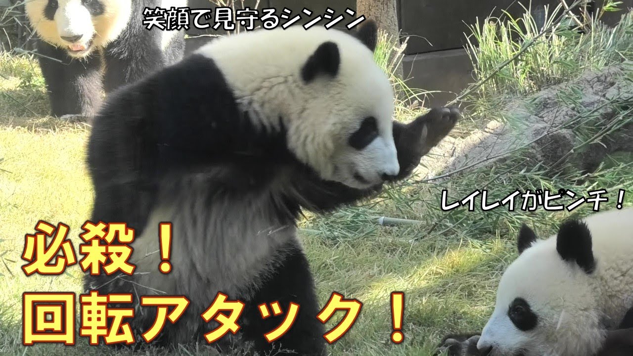 11/6シャオシャオの回転アタックは子パンダの必殺技？giantpanda @tokyo 上野動物園
