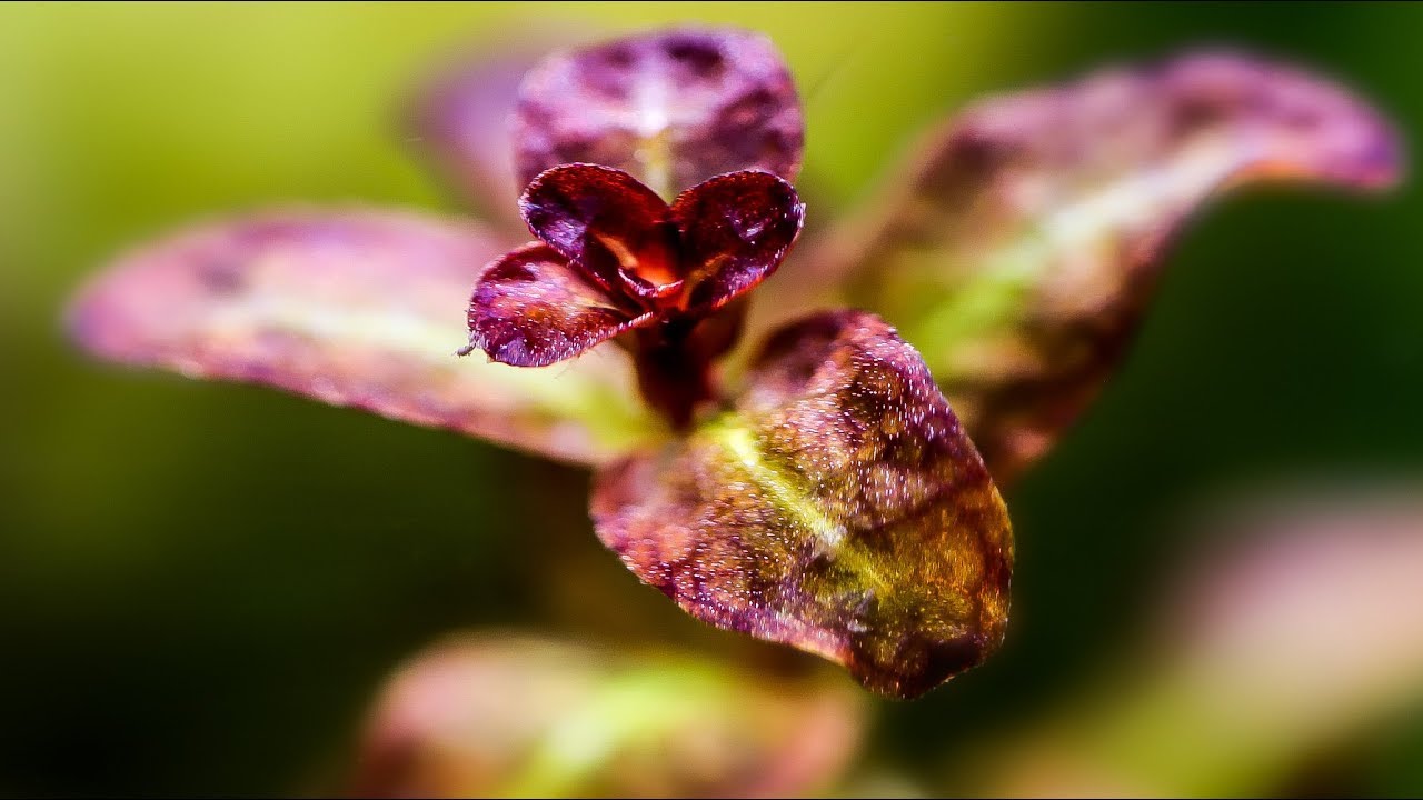 Aquarium Plants: Ludwigia Senegalensis