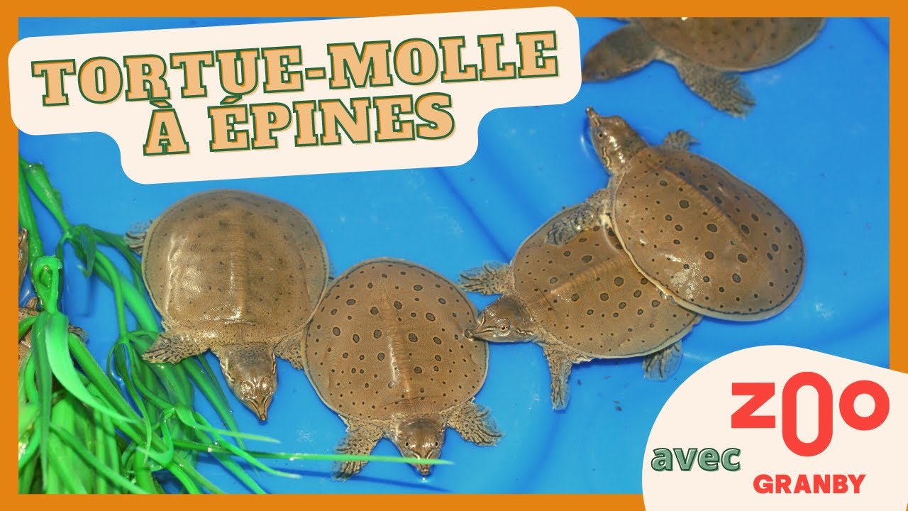 Le rétablissement de la tortue-molle au Québec avec le zoo de Granby
