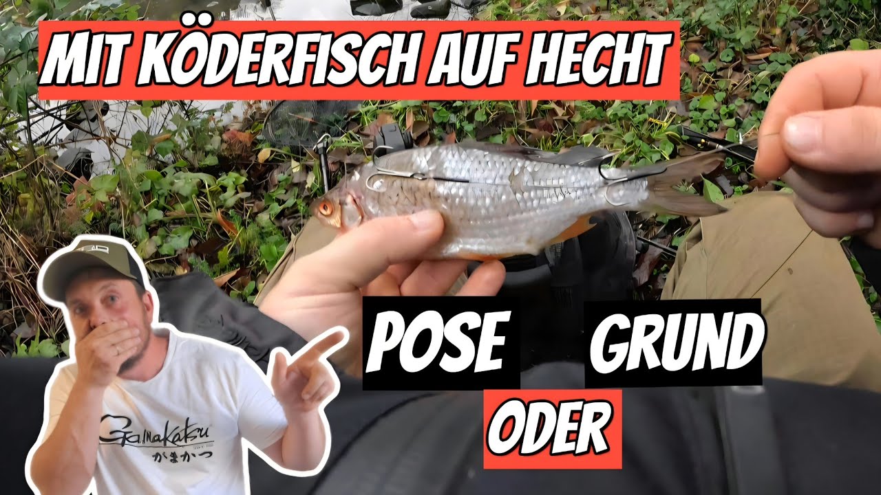 Mit KÖDERFISCH auf Hecht am Fluss [ Mission Hecht ]