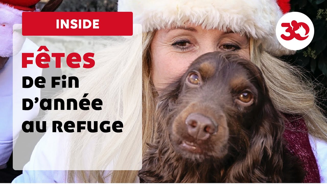 Les fêtes de fin d'année au refuge 30 Millions d'Amis