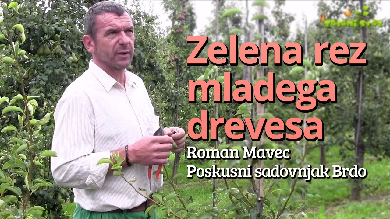 Zelena rez mladega drevesa