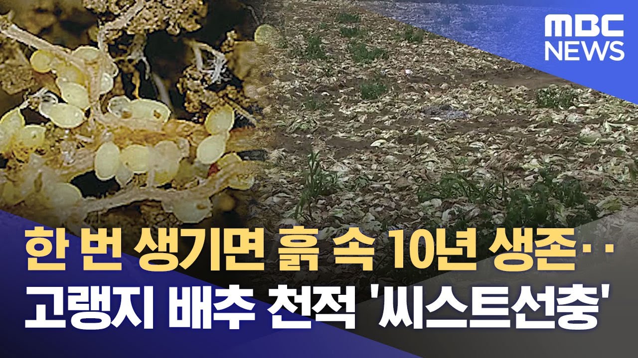 평창 배추밭에 씨스트선충 첫 발생·· 확산 우려 (2025.07.08/뉴스데스크/원주MBC)