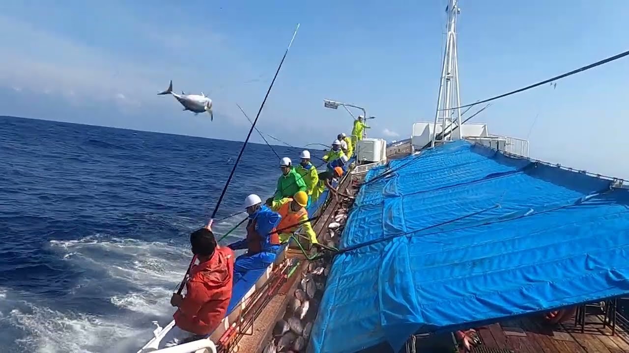 カツオ一本釣り パヤオ操業