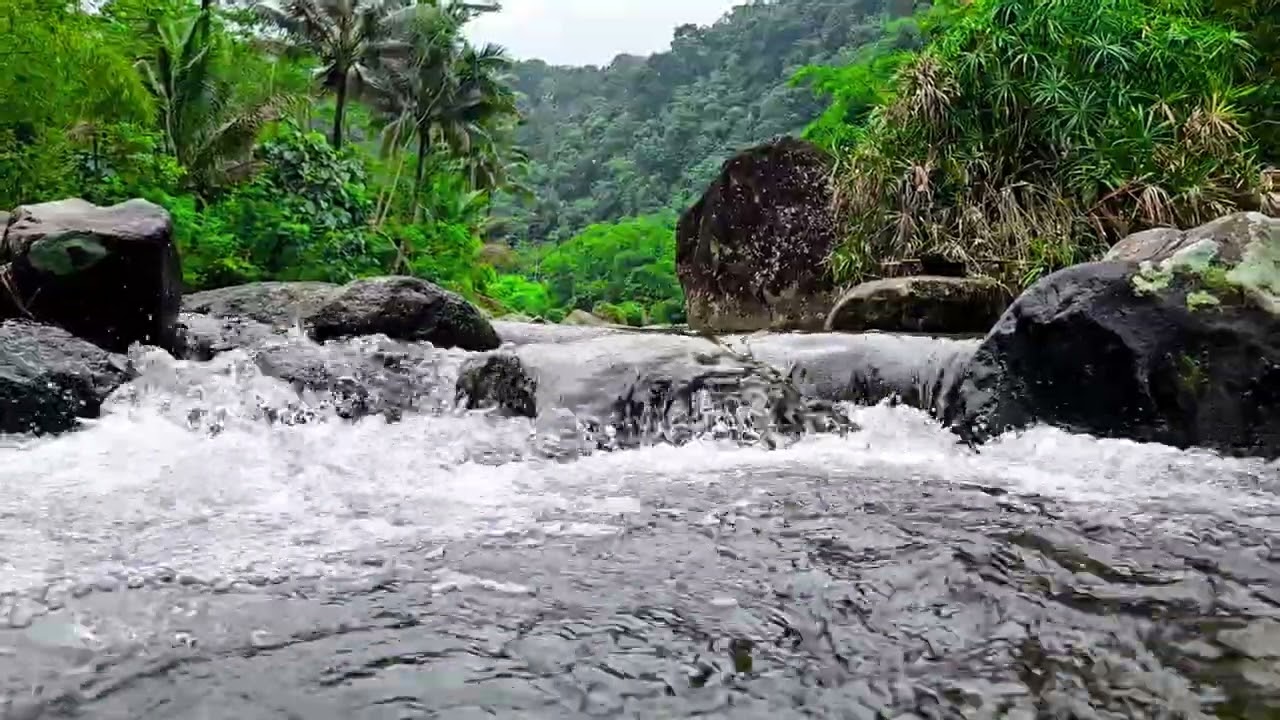 Relaxing River Sounds in the Tropical Forest | Nature ASMR for Sleep & Stress Relief