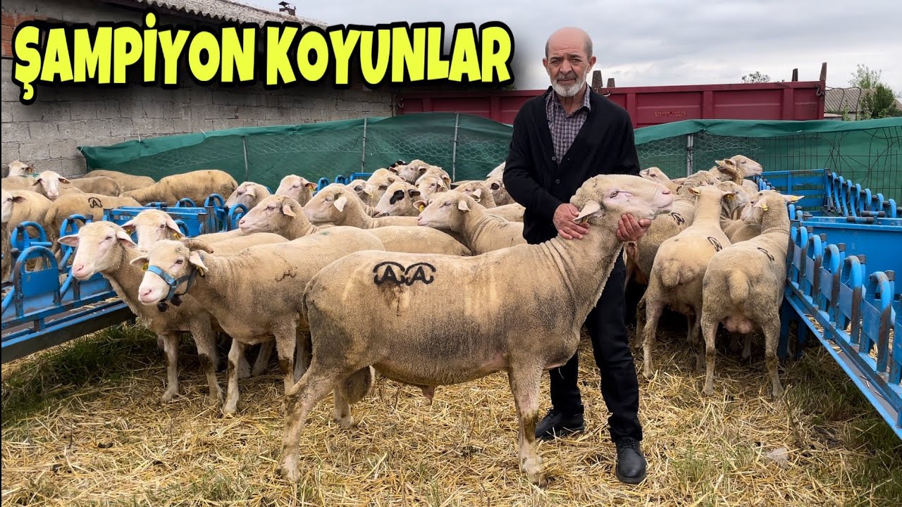 100 KOYUN 4 KÖPEK KARACABEY MERİNOSU KUZUSU ALTIN DEĞERİNDE SATILIYOR