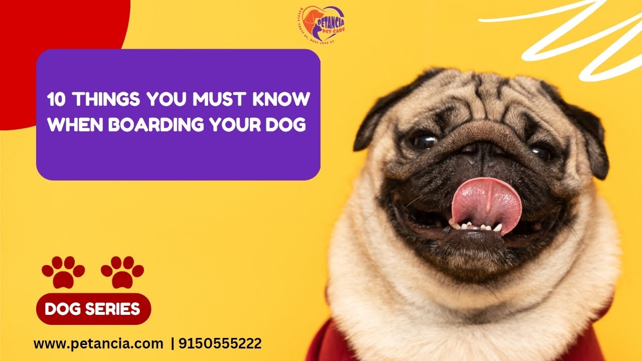 10 Things You Must Know when Boarding Your Dog