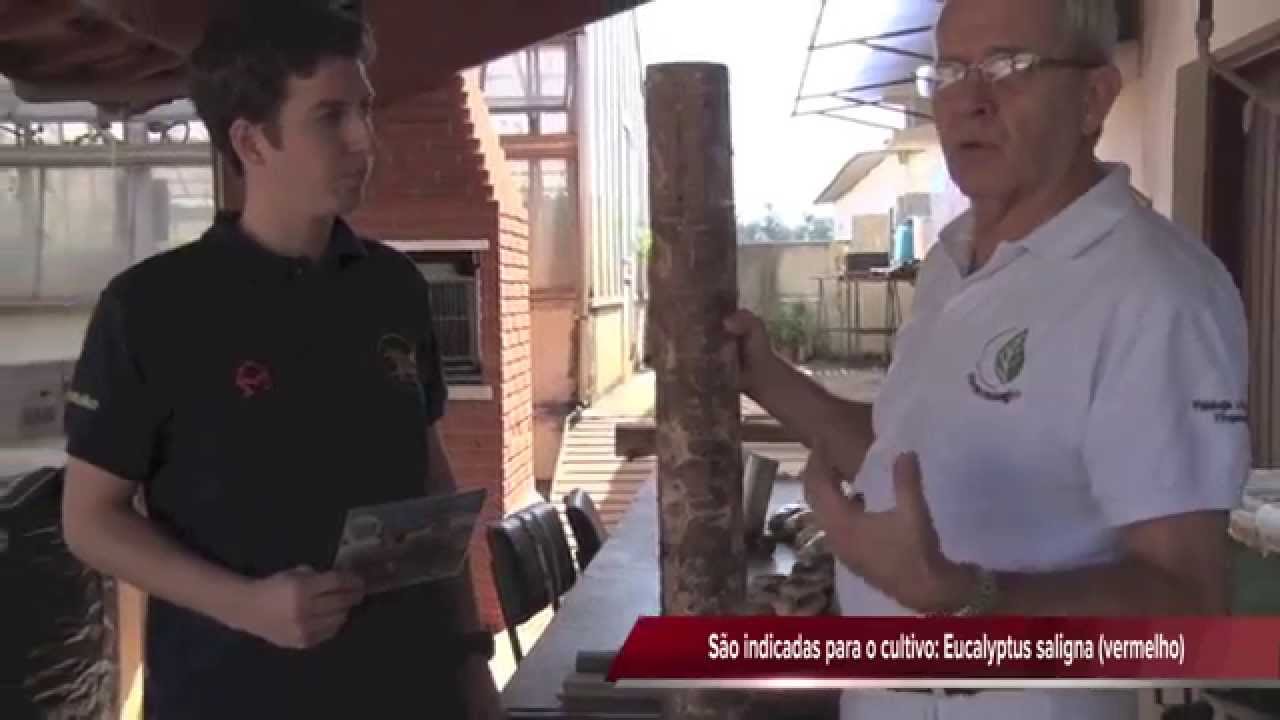 Como produzir Shiitake em toras de eucalipto