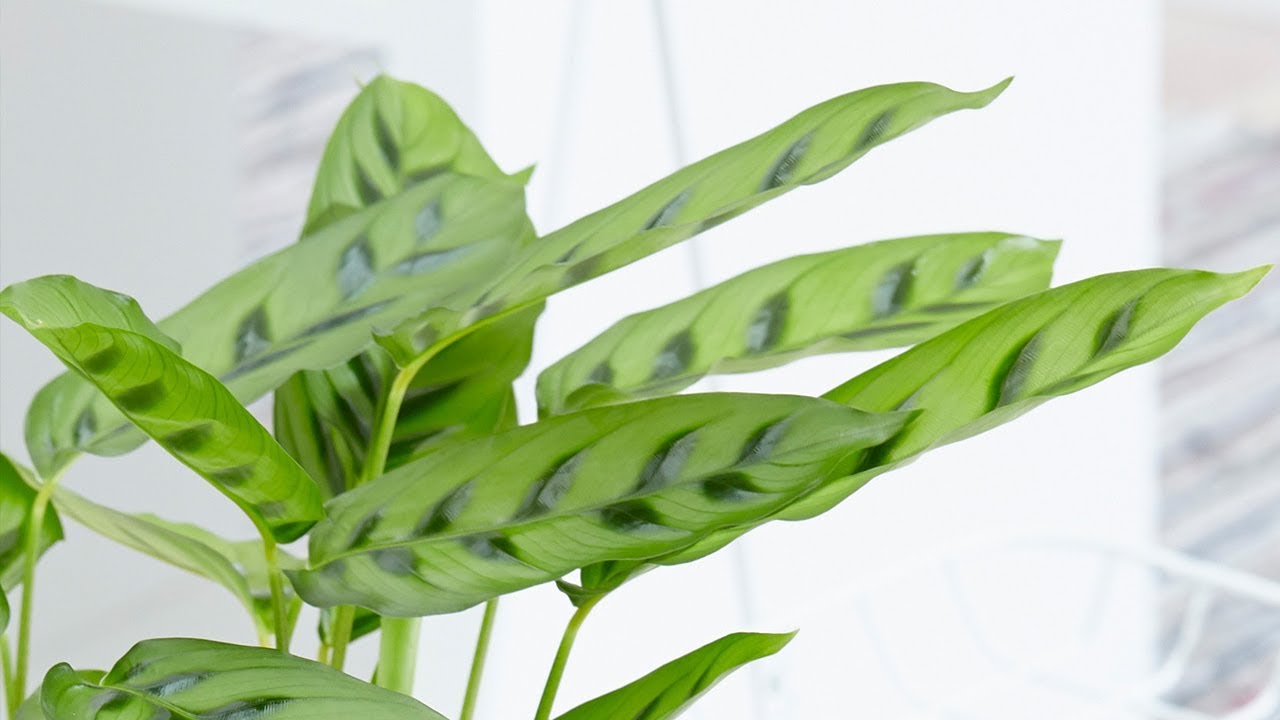 How to keep house plants happy and healthy in autumn and winter