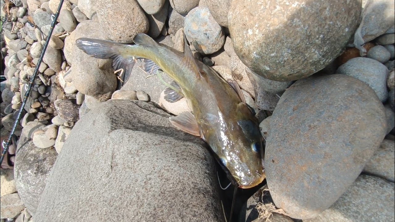 Mancing Casting di Leuwi Tambakan Luwiliang | Strike Baung Tak Terduga