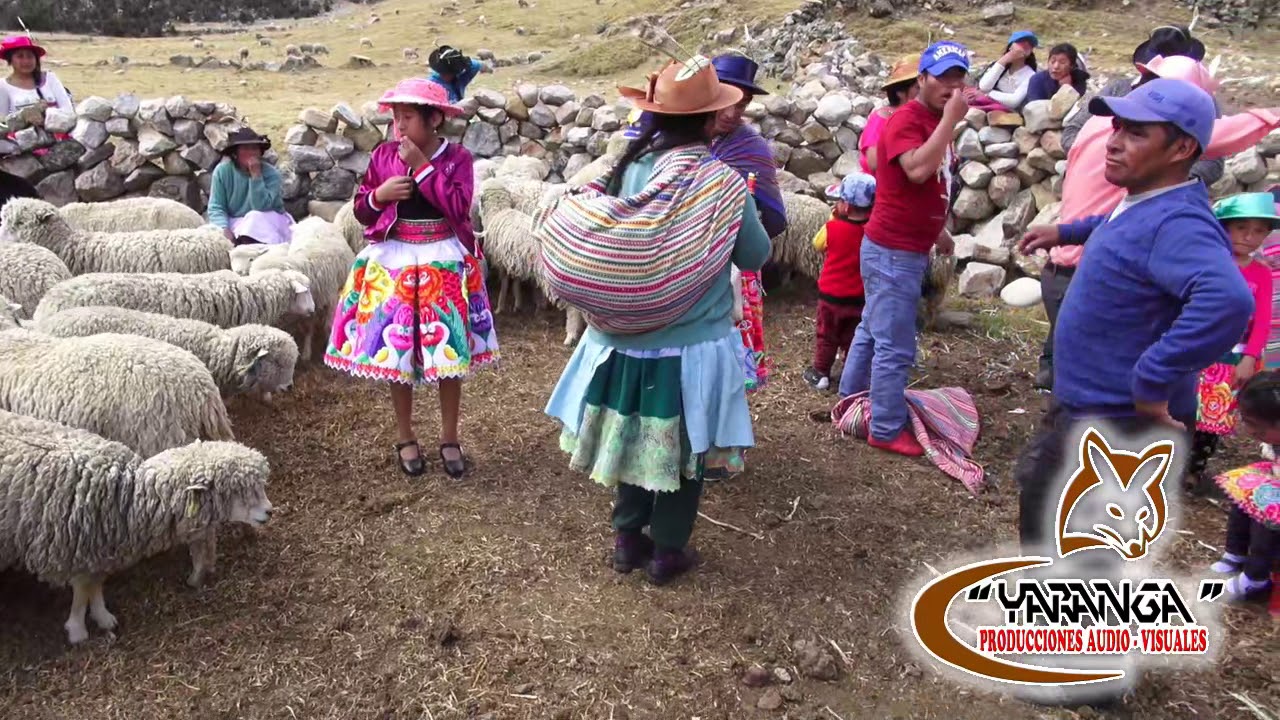Herranza de ovinos en Yanama
