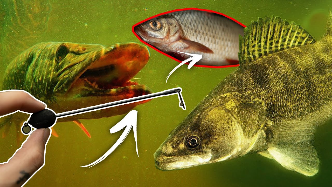 Hecht und Zander gezielt mit der Grundmontage