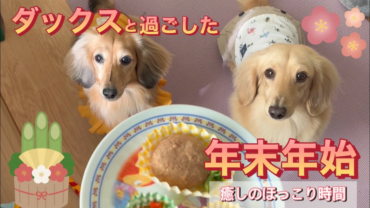 【ダックスフンド】ダックスとほっこり過ごした年末年始🎍#ダックスフンド #犬のいる暮らし #dachshund 