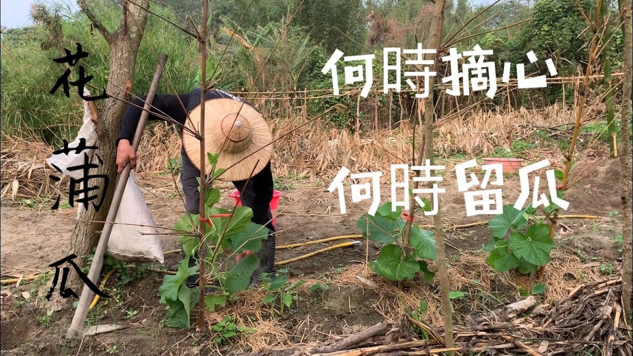 花蒲瓜生長管理 | 何時留瓜？何時摘心 ？為什麼留下側蔓不留瓜？