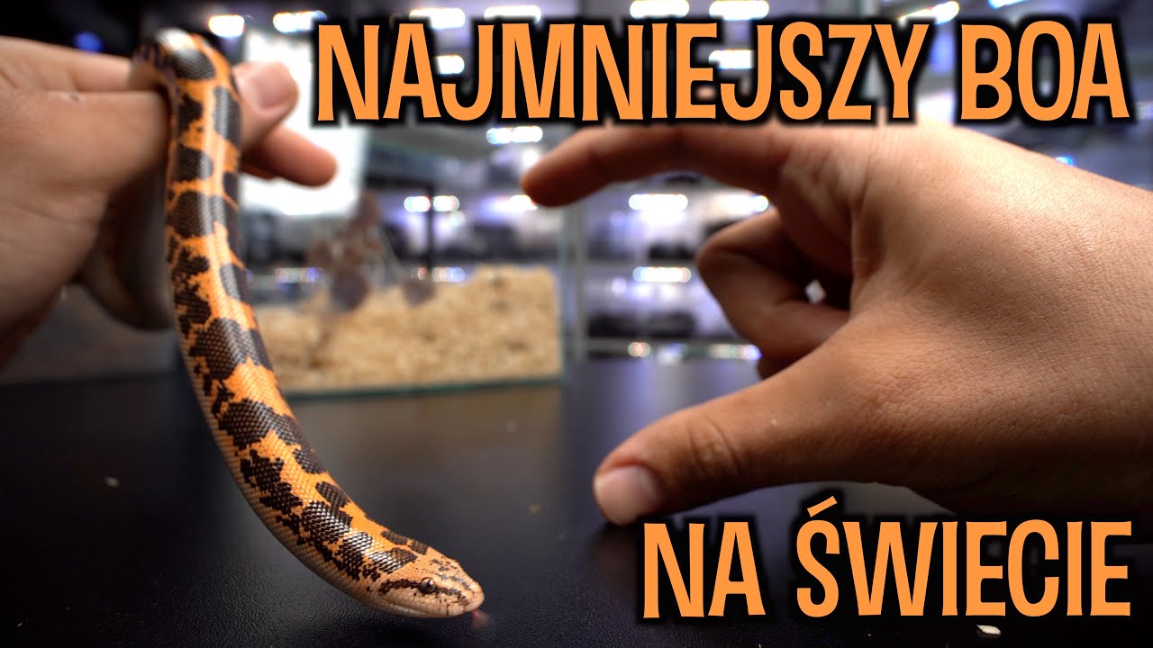 NOWE TERRARIA DLA BOA I MEXI CORNA 🐍