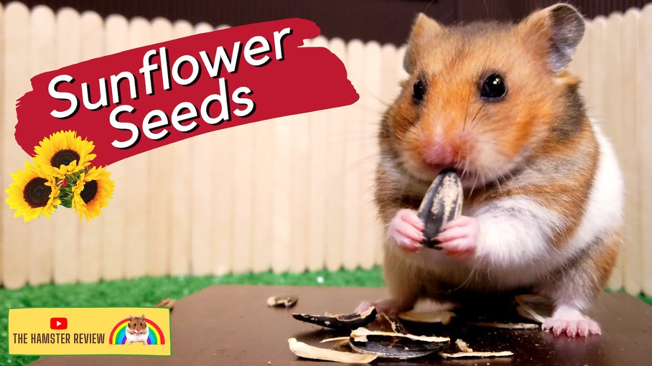Hamster Eating Sunflower Seeds: The Hamster Review 🐹 (Animal ASMR)