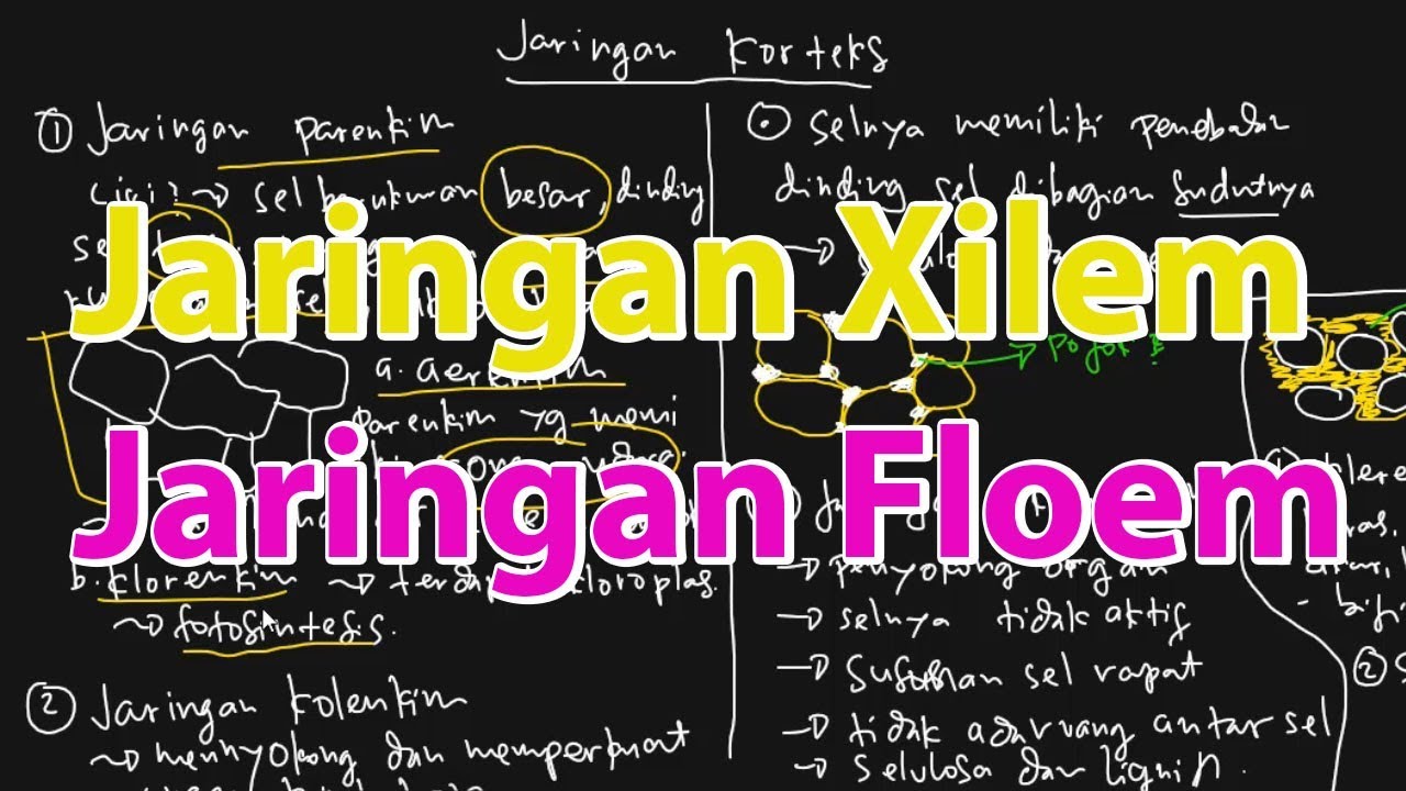 Perbedaan Jaringan Pembuluh Xilem dan Floem