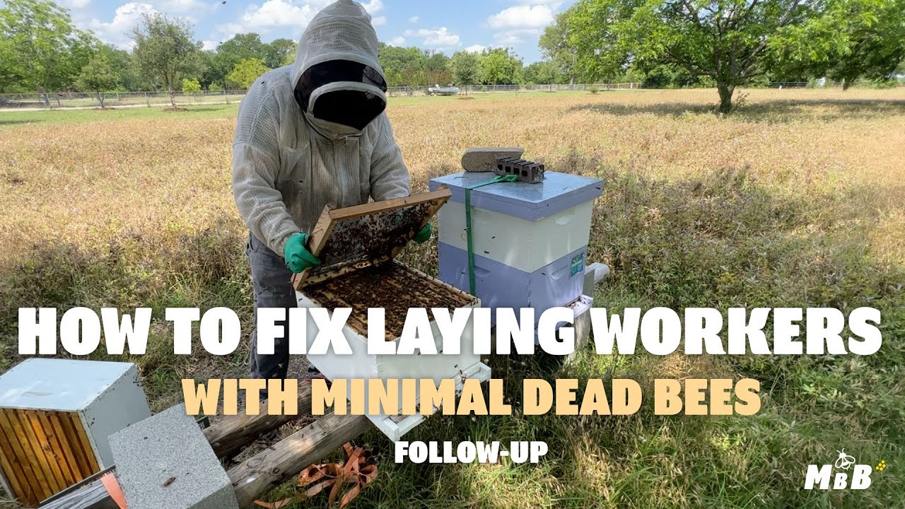 The Failproof Way to Fix Laying Worker Honey Bee Hives