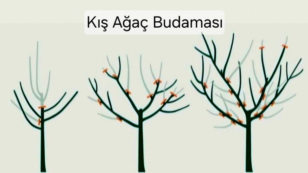 Kış Ağaç Budaması - Ağaçlara Kış Bakımı 2 