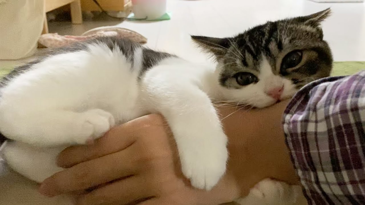 子猫に虐待されるおっさんを救う猫