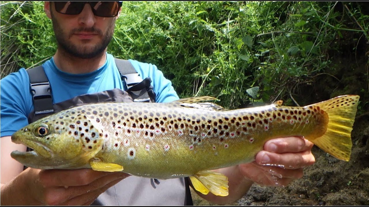 L’état d’esprit du nympheur #5 [ La bonne longueur de pointe pour pêcher en nymphe au fil ]