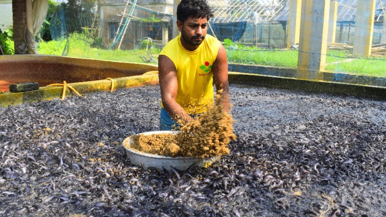 Hybrid Magur Fish Farming Business in India | Million Of Catfish Eating Food in Cement Tank Part-13