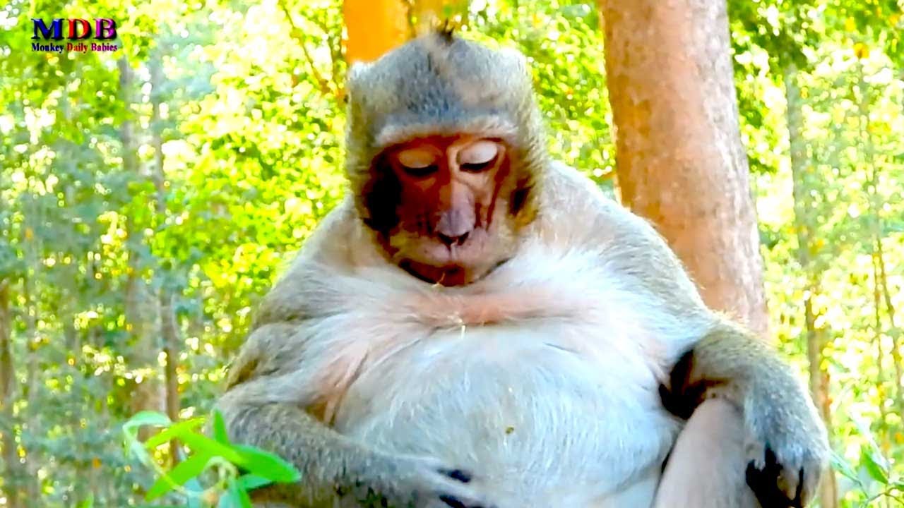 Sweetpea, Popeye’s Friendly Baby Monkey, Enjoys Eating Happily