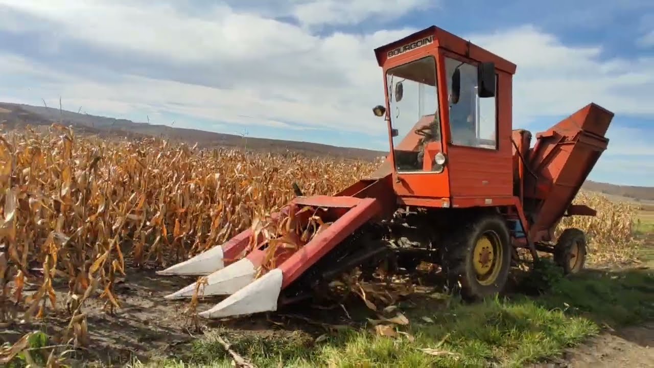 Kukorica szüret! Burgoin kètsoros kukorica szedő kombájn 1985🌽