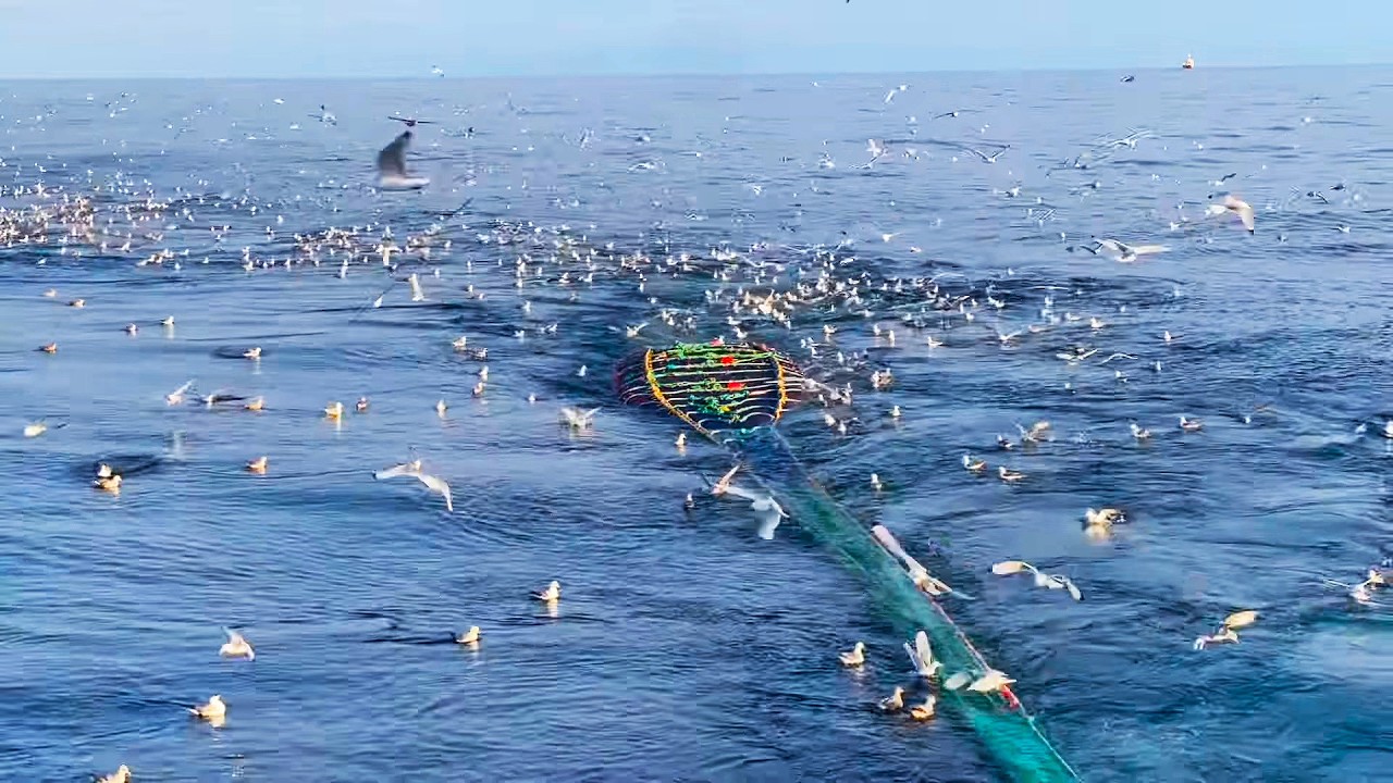欧洲渔民出海捕鱼的日常，48小时捕获65吨鳕鱼，深海捕鱼是真正敢于冒险人的职业