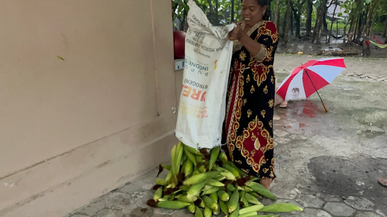 BIYOHH DIKEI PAK KULOT JAGUNG SAK KARUNG NGENEKI DIBAGI ROTO KABEH TIM E-maturnuwun pak kulot😍🤩👏