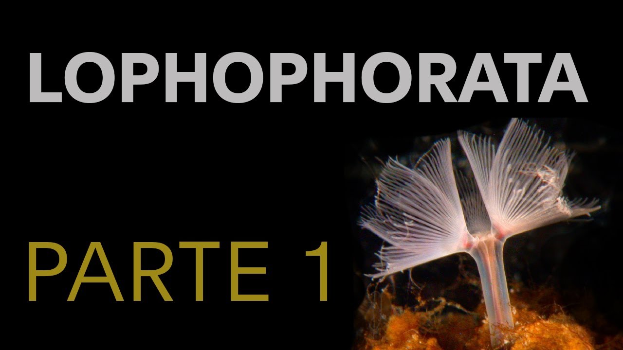 Lophophorata - Parte 1