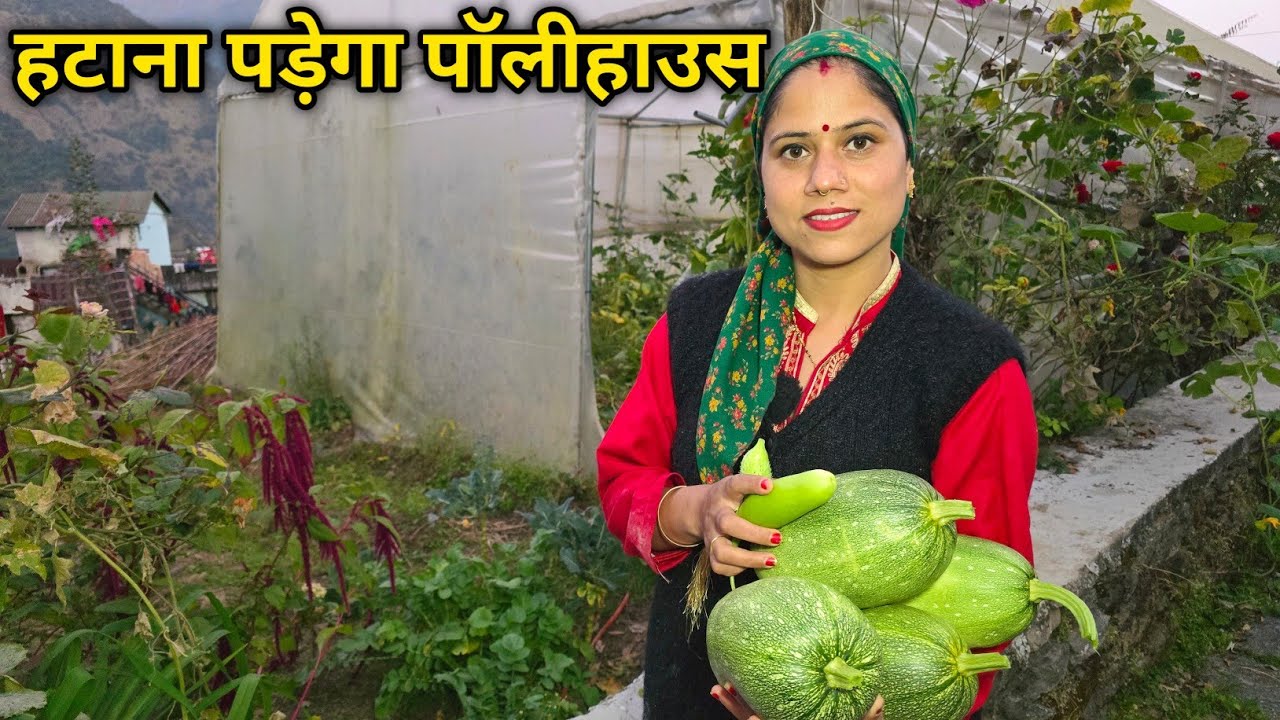 पॉलीहाउस को करना पड़ेगा दूसरी जगह शिफ्ट || Pahadi Lifestyle Vlog || Priyanka Yogi Tiwari ||