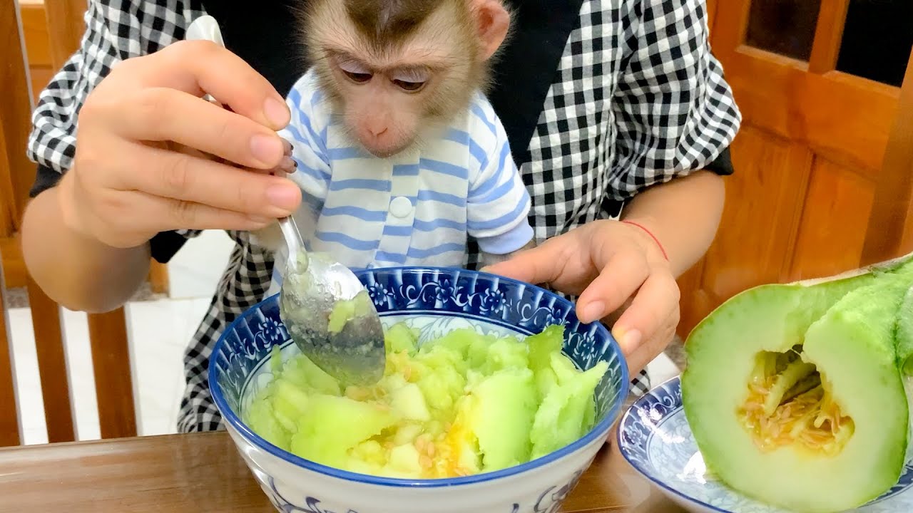 Monkey Puka gets to make his own muskmelon dish with his mother