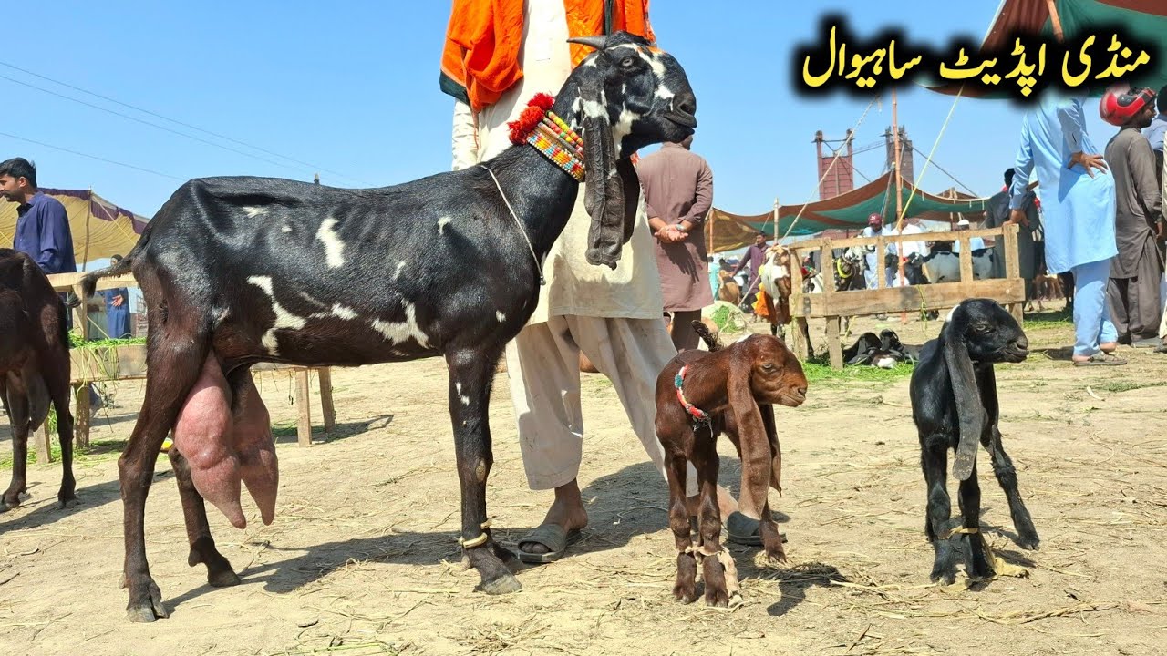 Sahiwal Bakra Mandi Top Quality Beetal Milking Goats With Kids-Preagnint Goats-15 April 2026