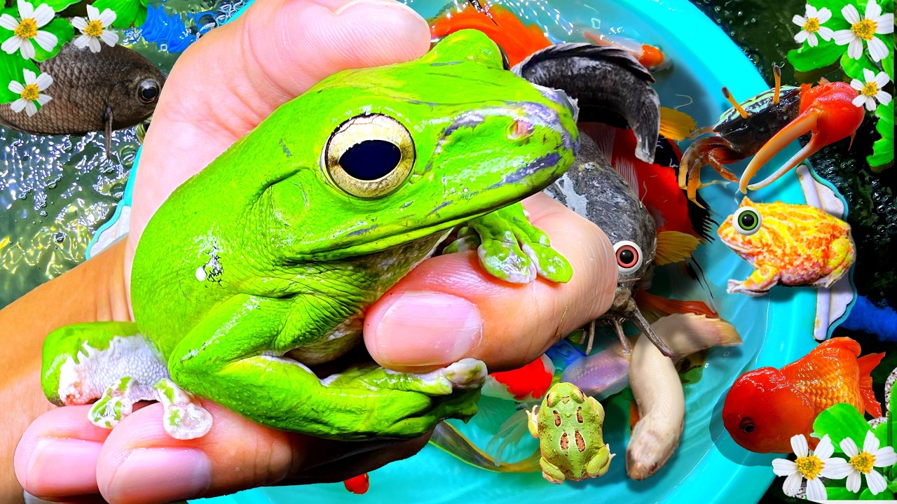 Catch Beautiful Aquarium Fish In Rain, Green Tree Frog, Redtail Catfish, Oranda, Butterfly Koi, Carp