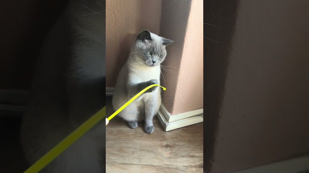 Das macht Verrückt Er liebt es damit zu Spielen auf der jagdt Mein Katze kann nicht mehr aufhören  