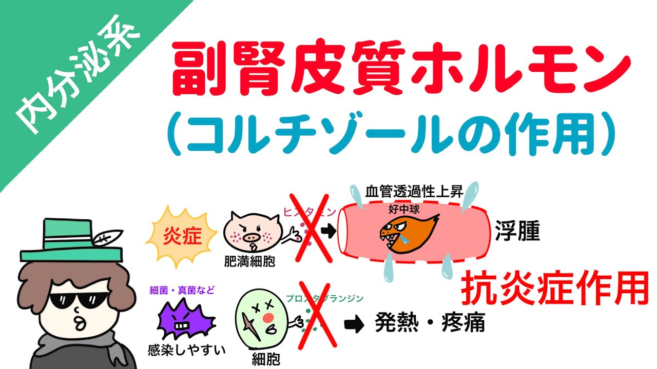副腎皮質ホルモン（糖質コルチコイド・コルチゾールの作用）