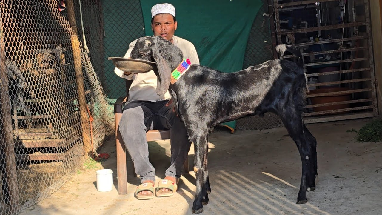 Huzaif bhai ka Quality Beetal goats at National Yeola Maharashtra 