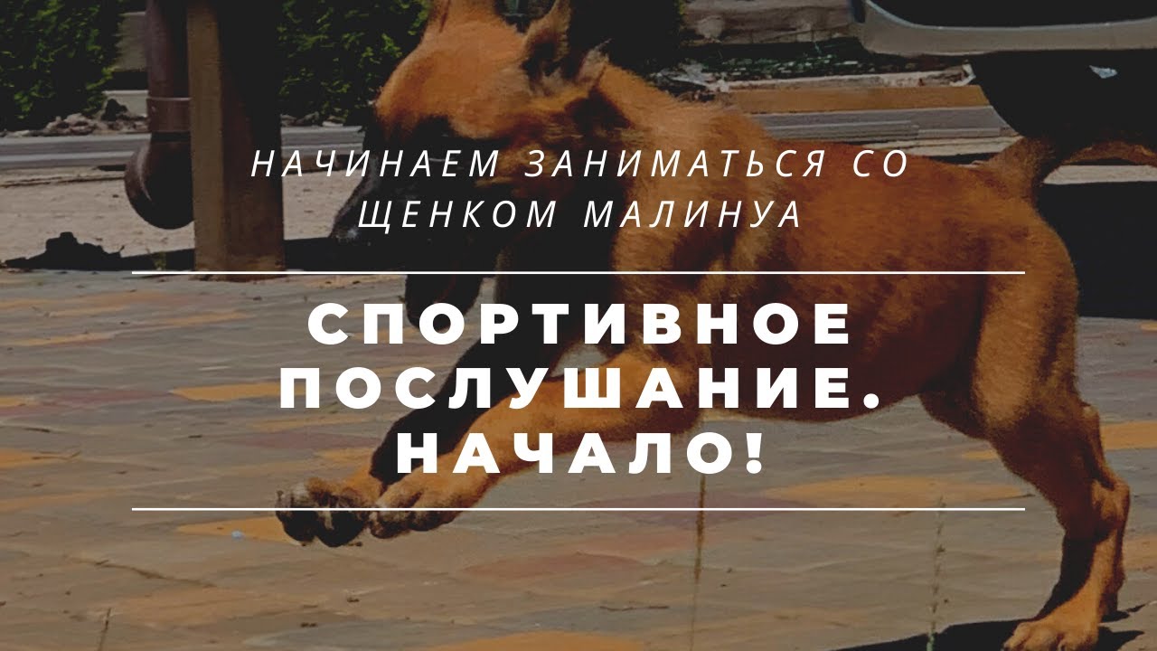 Спортивная дрессировка собак. Первое занятие со щенком. Развитие активности.