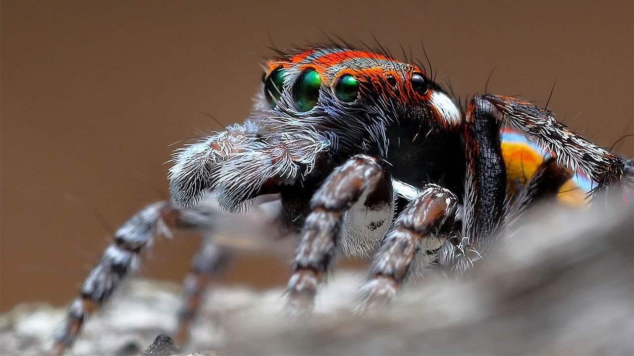 Peacock Spiders | Magical Land Of Oz: Making Magic